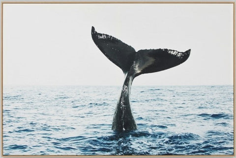Whale Tail