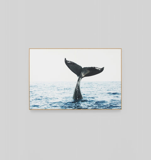 Whale Tail
