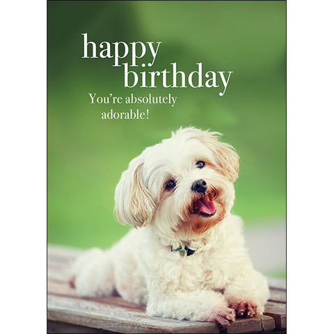 Adorable Birthday Card