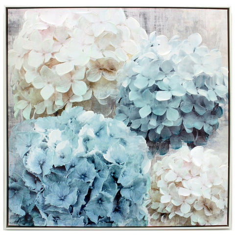Hydrangea