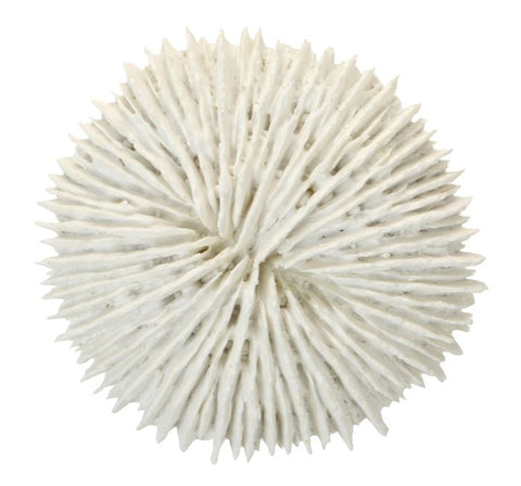 Fungia Coral